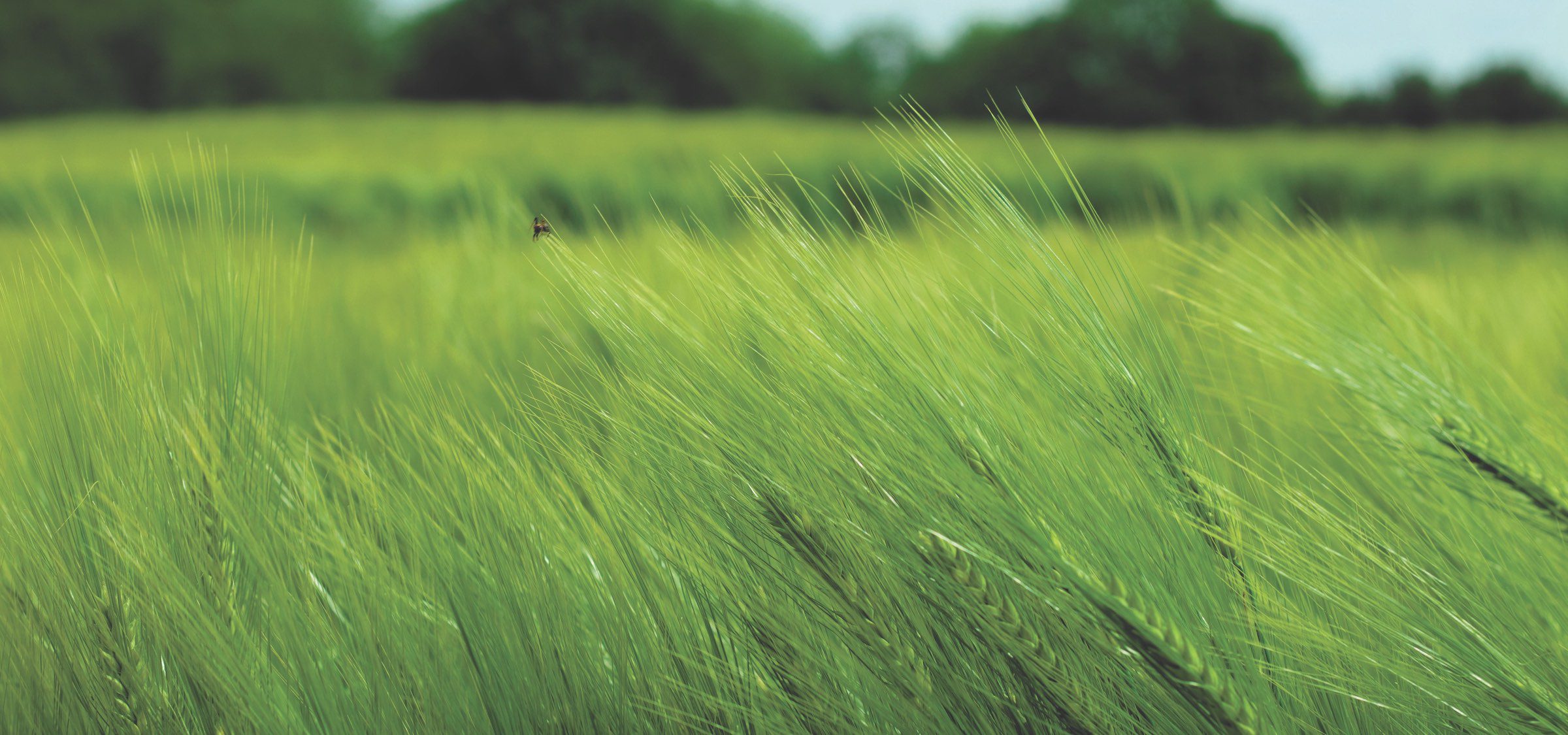 background image of a wheat field